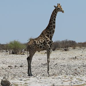 Giraffe at Etosha National Park