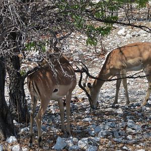 Black-Faced Impala at Etosha National Park