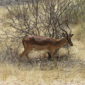 Black-Faced Impala at Etosha National Park