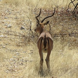 Black-Faced Impala at Etosha National Park