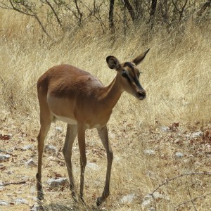 Black-Faced Impala at Etosha National Park