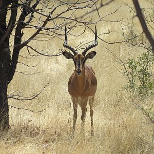 Black-Faced Impala at Etosha National Park