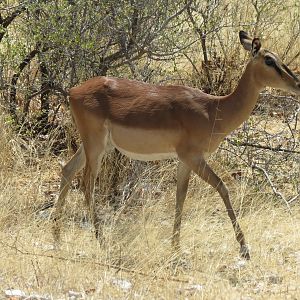 Black-Faced Impala at Etosha National Park