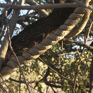 Tree at Otjikoto Lake in Namibia