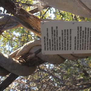 Tree at Otjikoto Lake in Namibia