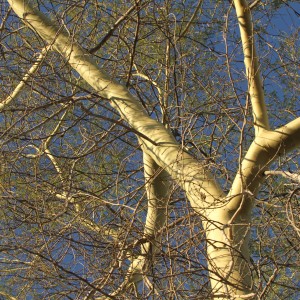 Tree at Otjikoto Lake in Namibia