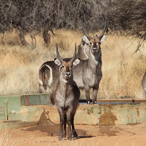 Waterbuck Namibia