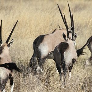 Gemsbok Namibia