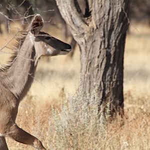 Kudu Namibia