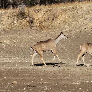 Kudu Namibia