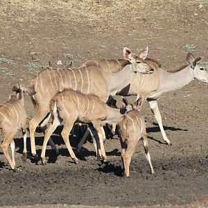 Kudu Namibia