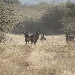 Gemsbok Namibia