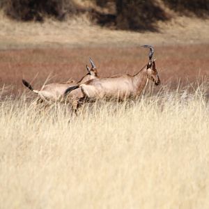 Red Hartebeest Namibia