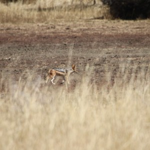 Black-Backed Jackal Namibia