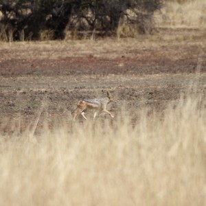 Black-Backed Jackal Namibia