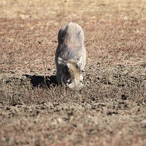 Warthog Namibia