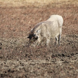 Warthog Namibia