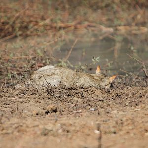 African Wildcat Namibia