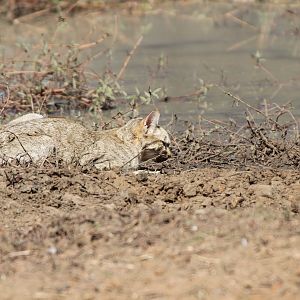 African Wildcat Namibia