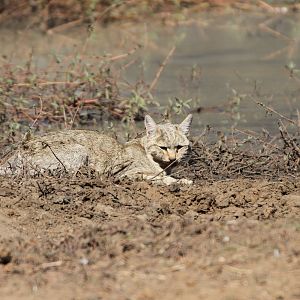 African Wildcat Namibia