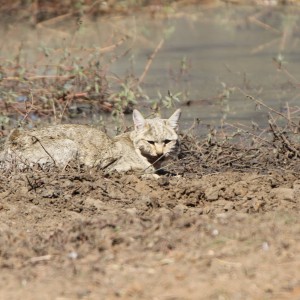 African Wildcat Namibia