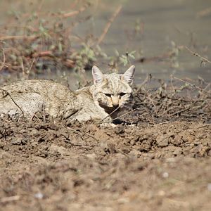 African Wildcat Namibia