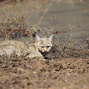 African Wildcat Namibia