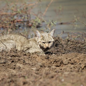 African Wildcat Namibia