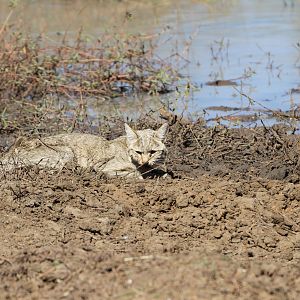 African Wildcat Namibia