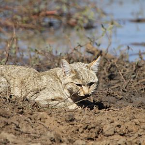 African Wildcat Namibia