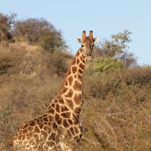 Giraffe Namibia