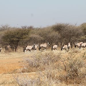 Gemsbok Namibia