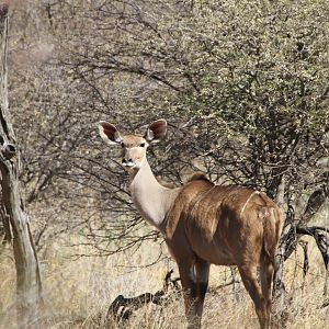 Kudu Namibia