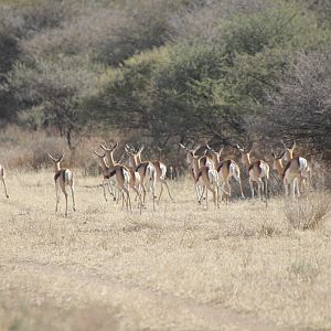 Springbok Namibia