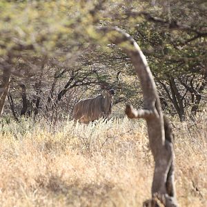 Kudu Namibia