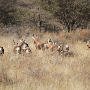 Blesbok Namibia