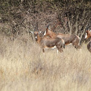 Blesbok Namibia