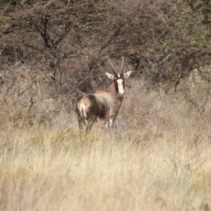 Blesbok Namibia