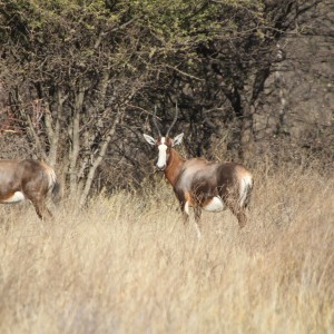 Blesbok Namibia