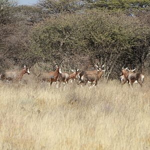 Blesbok Namibia