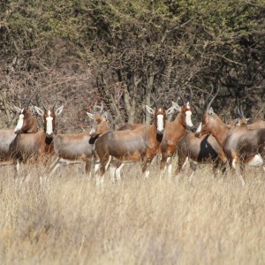 Blesbok Namibia