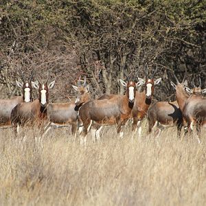 Blesbok Namibia