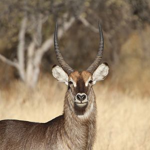 Waterbuck Namibia