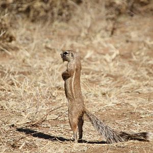 Ground Squirrel Namibia