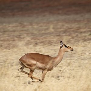 Impala Namibia