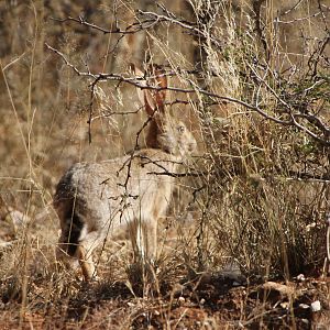 Hare Namibia