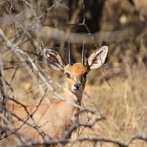 Steenbok Namibia