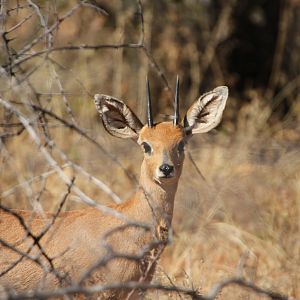 Steenbok Namibia