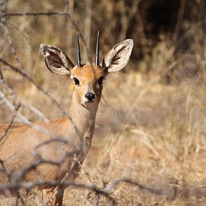 Steenbok Namibia