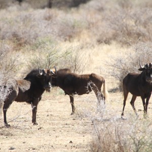 Black Wildebeest Namibia